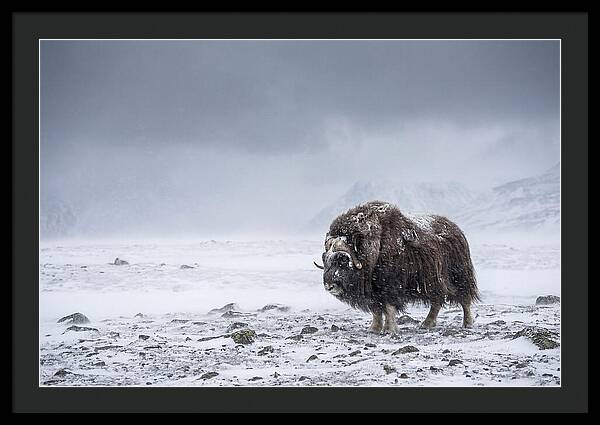 Musk Ox Amidst Blizzard