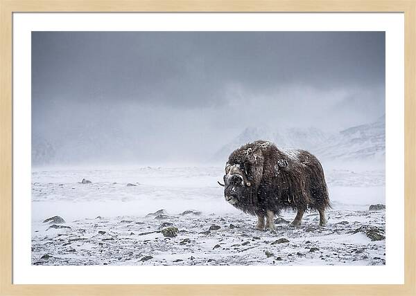 Musk Ox Amidst Blizzard