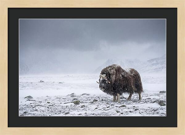 Musk Ox Amidst Blizzard