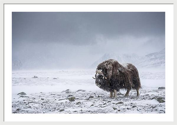 Musk Ox Amidst Blizzard