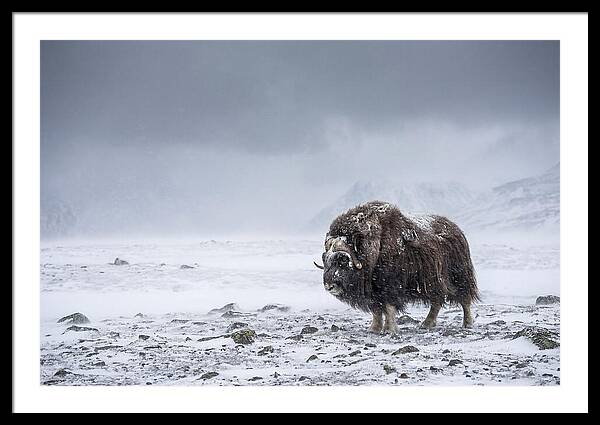 Musk Ox Amidst Blizzard