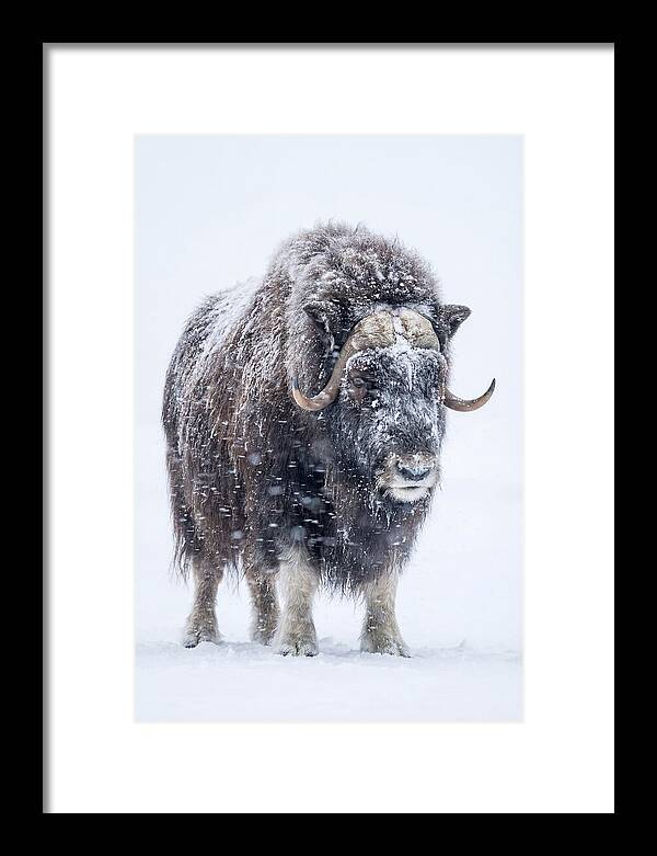 Musk Ox Amidst Snowfall