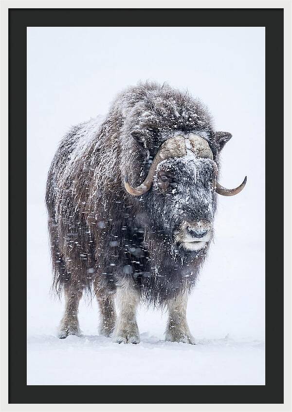 Musk Ox Amidst Snowfall