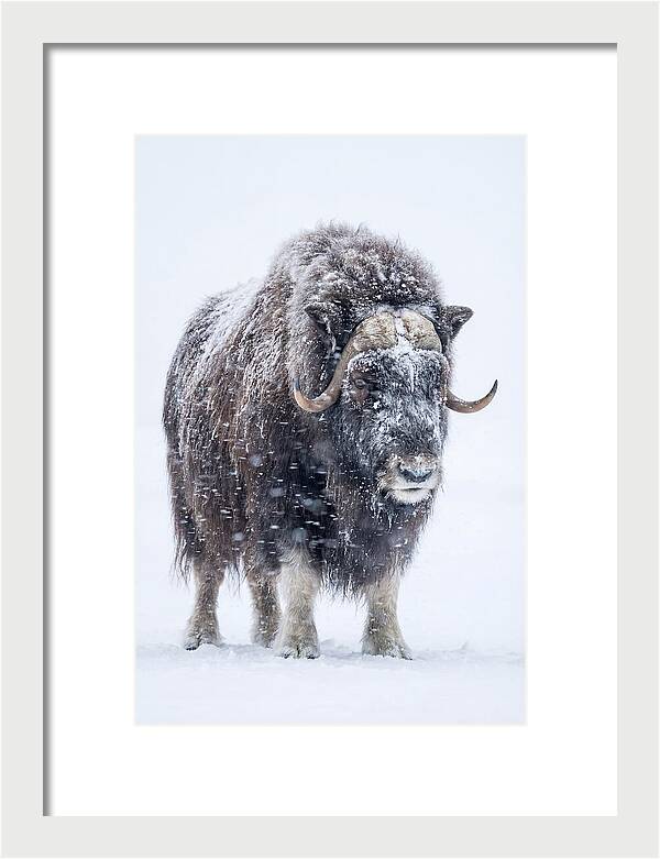 Musk Ox Amidst Snowfall