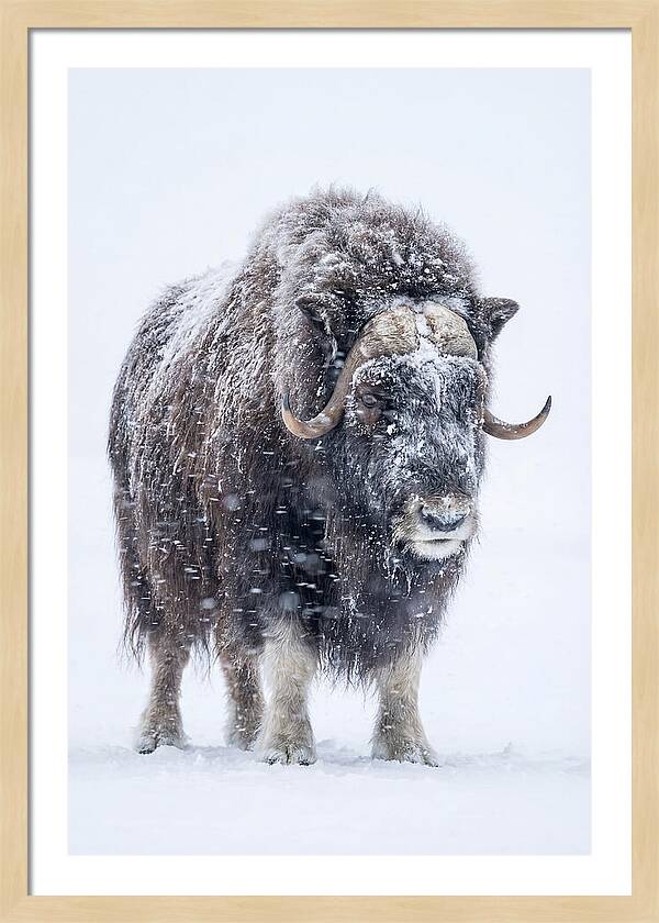 Musk Ox Amidst Snowfall
