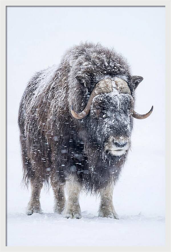 Musk Ox Amidst Snowfall