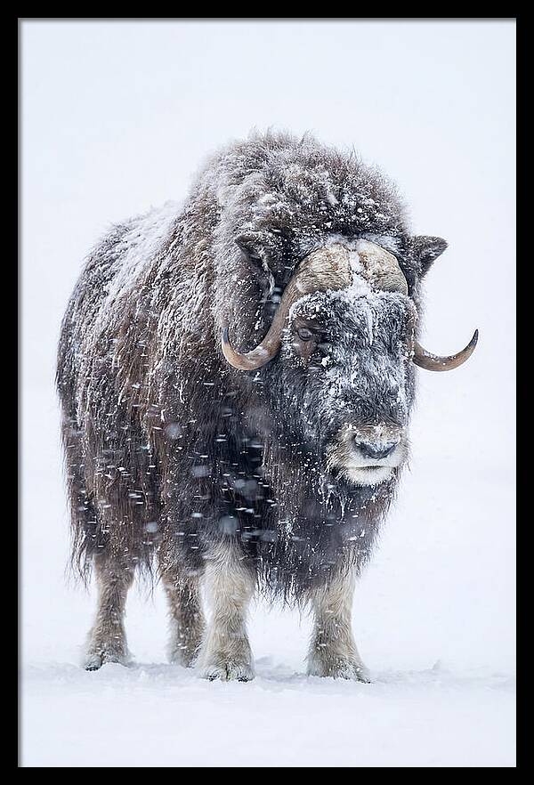 Musk Ox Amidst Snowfall