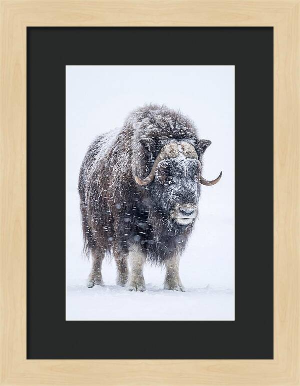 Musk Ox Amidst Snowfall