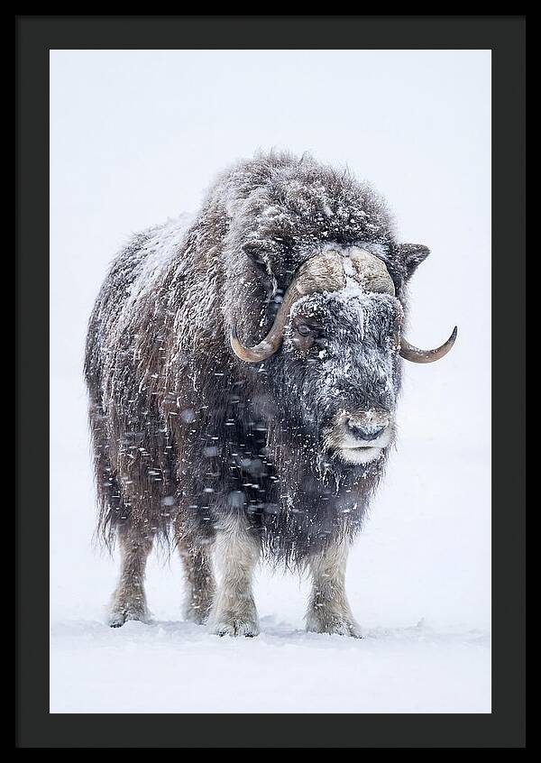 Musk Ox Amidst Snowfall