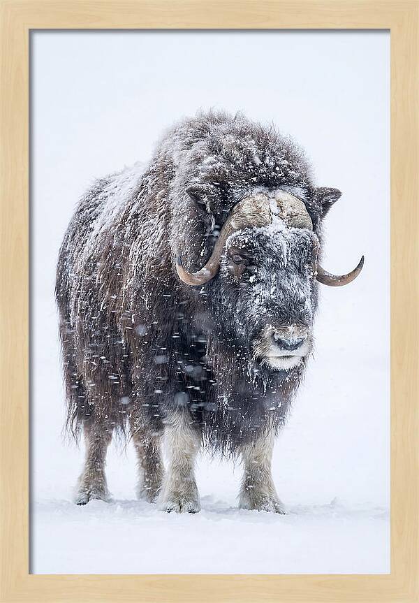 Musk Ox Amidst Snowfall