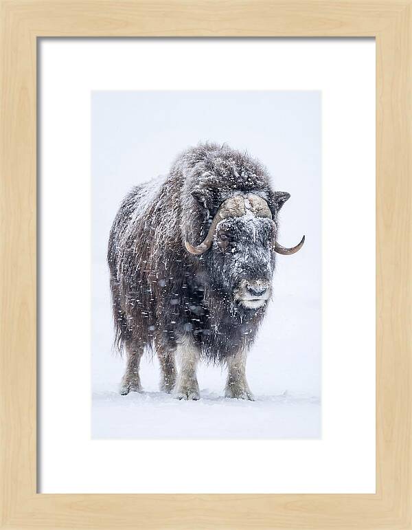 Musk Ox Amidst Snowfall