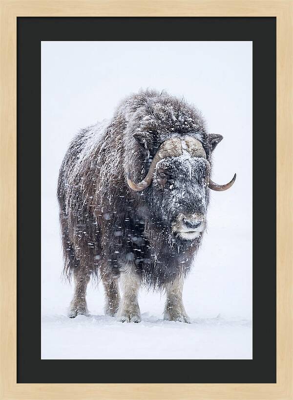 Musk Ox Amidst Snowfall