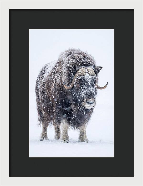 Musk Ox Amidst Snowfall