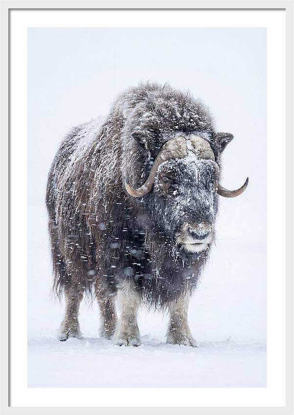 Musk Ox Amidst Snowfall
