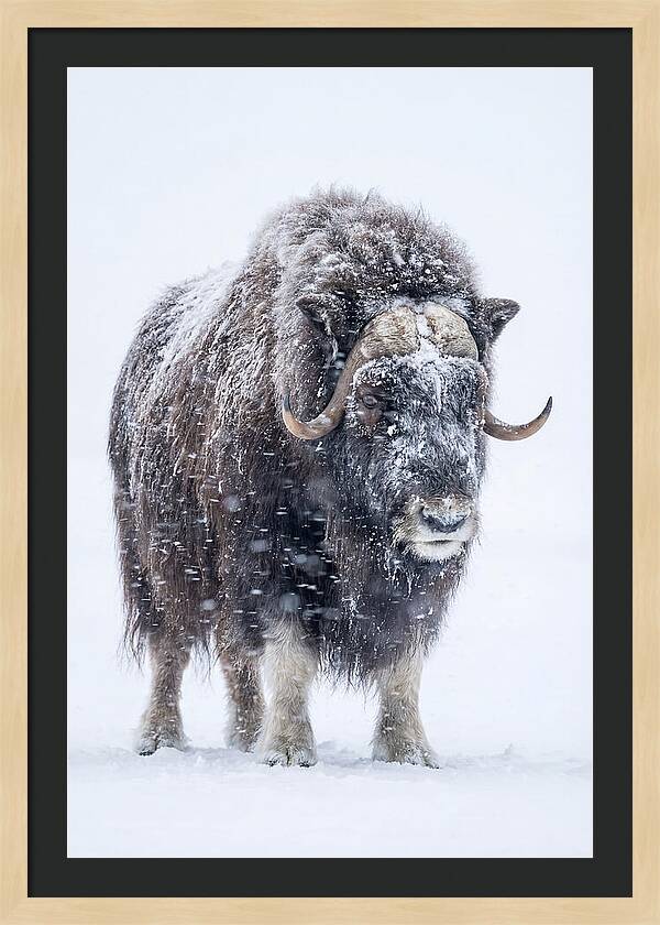 Musk Ox Amidst Snowfall