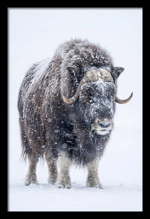 Musk Ox Amidst Snowfall