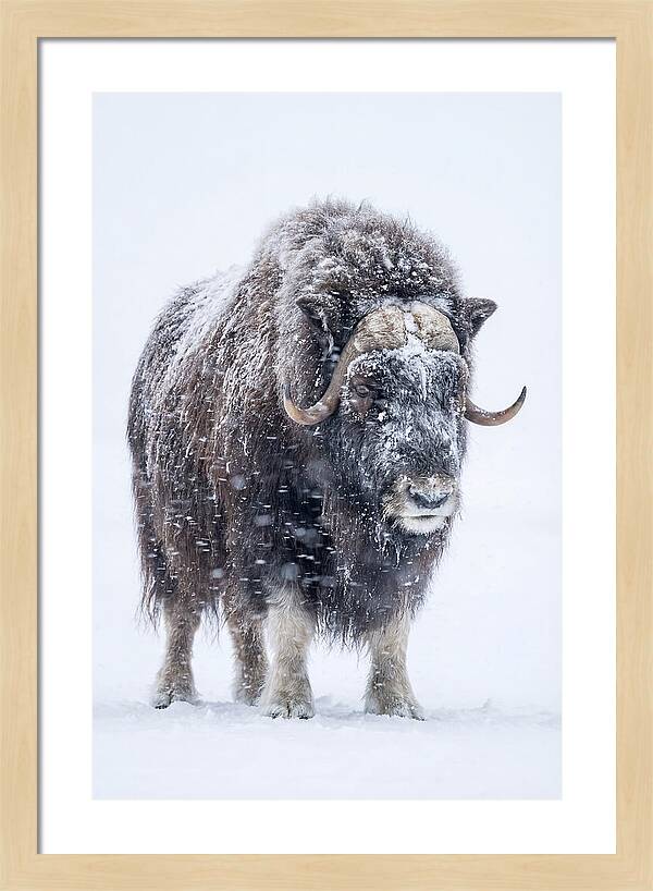Musk Ox Amidst Snowfall