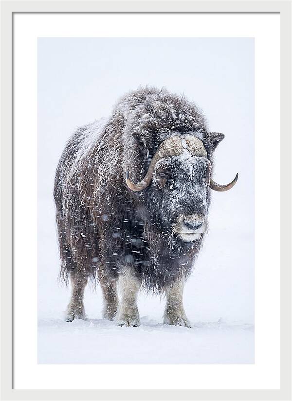 Musk Ox Amidst Snowfall