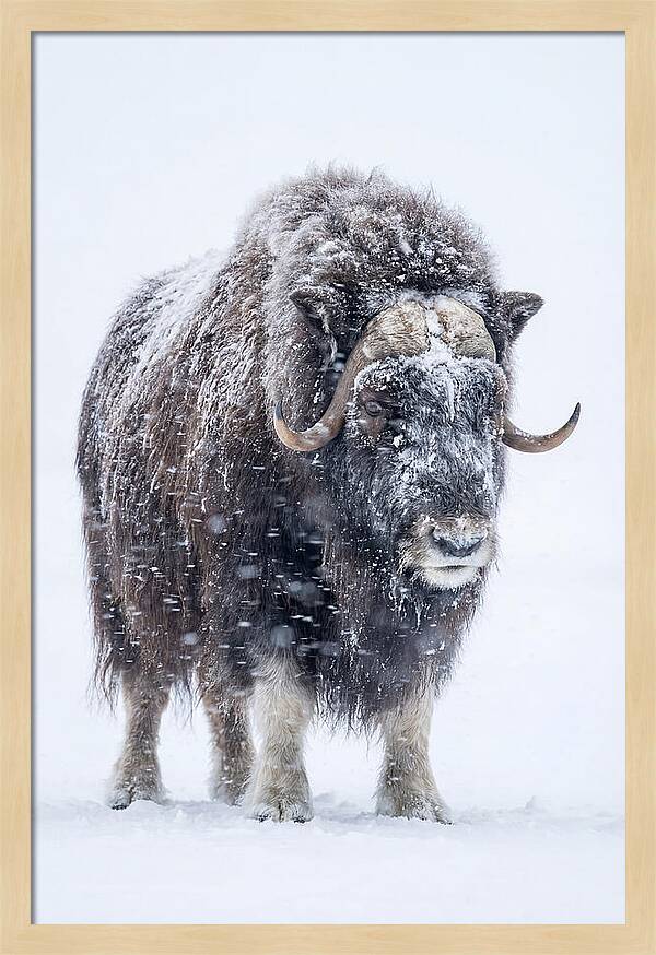 Musk Ox Amidst Snowfall