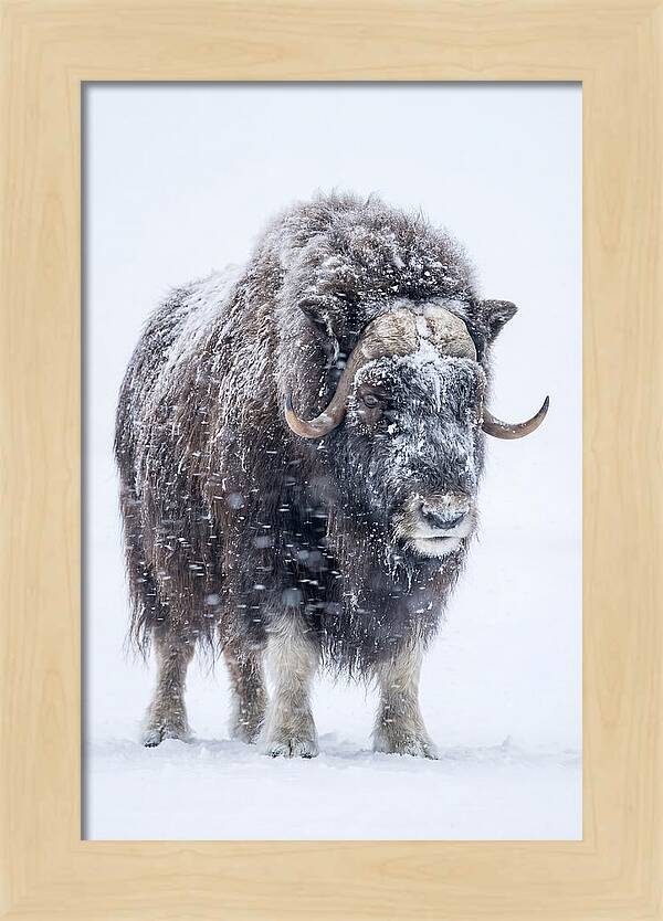 Musk Ox Amidst Snowfall
