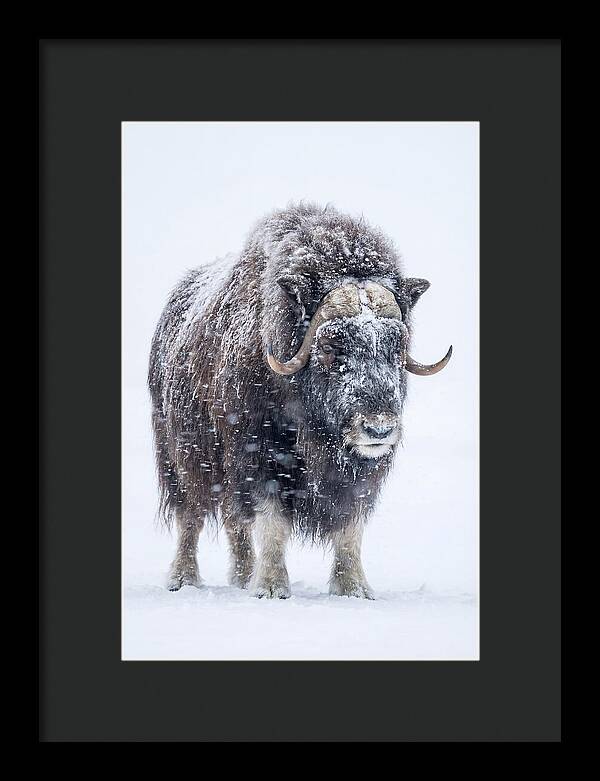 Musk Ox Amidst Snowfall