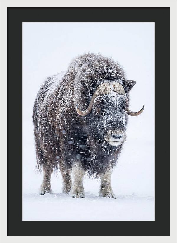 Musk Ox Amidst Snowfall