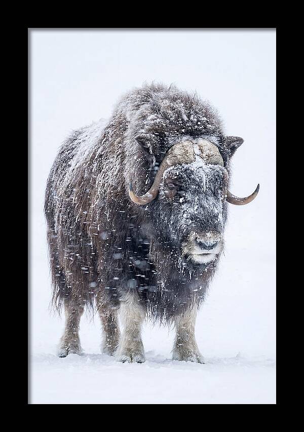 Musk Ox Amidst Snowfall
