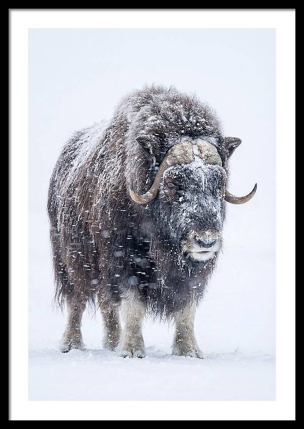 Musk Ox Amidst Snowfall
