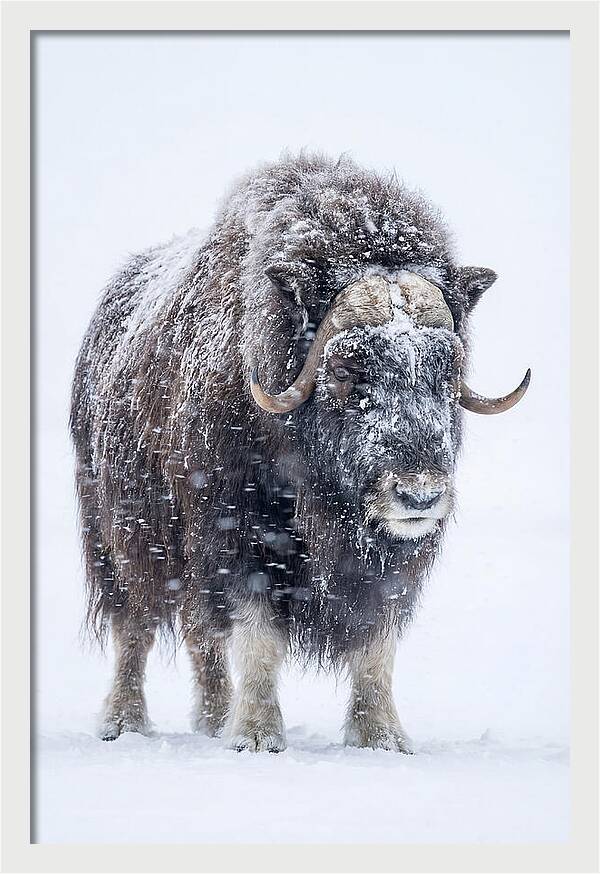 Musk Ox Amidst Snowfall