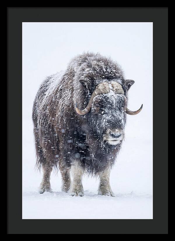 Musk Ox Amidst Snowfall