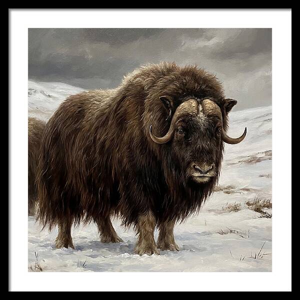 Musk Ox Amidst Snowy Terrain