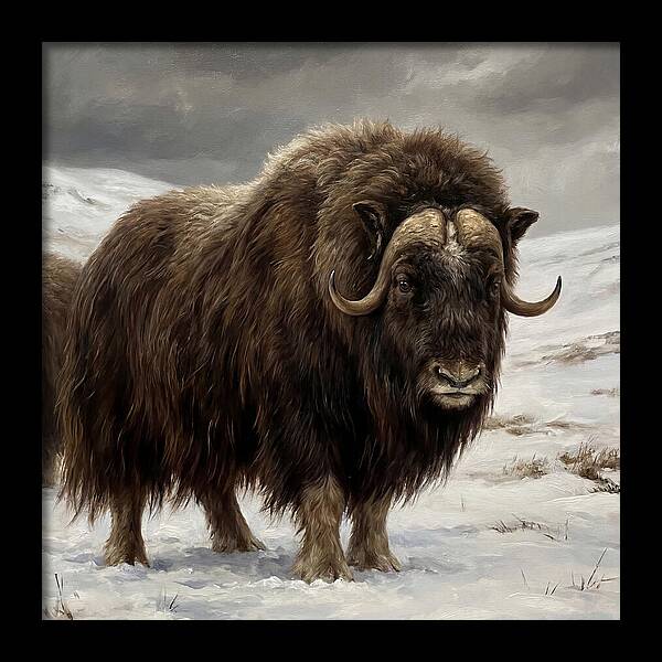 Musk Ox Amidst Snowy Terrain