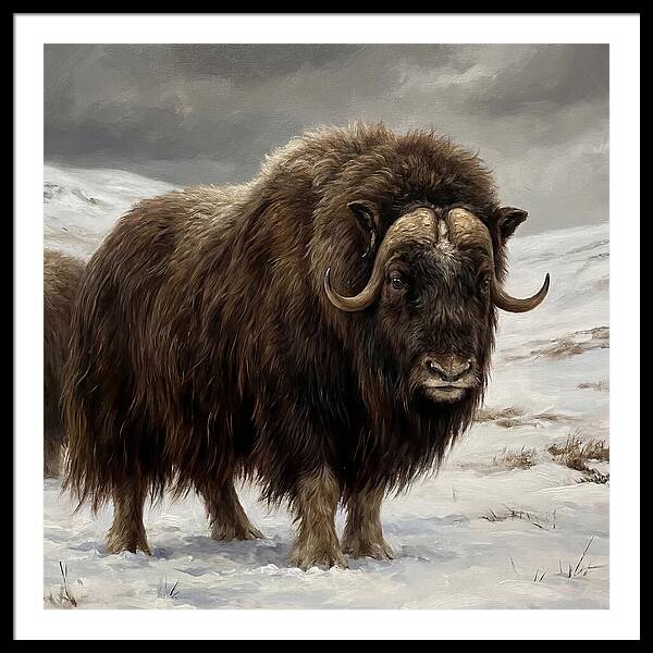 Musk Ox Amidst Snowy Terrain