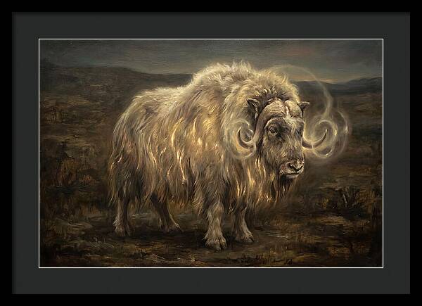 Musk Ox
