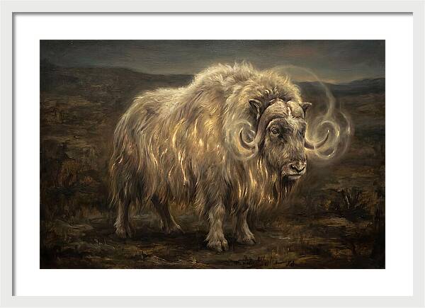 Musk Ox