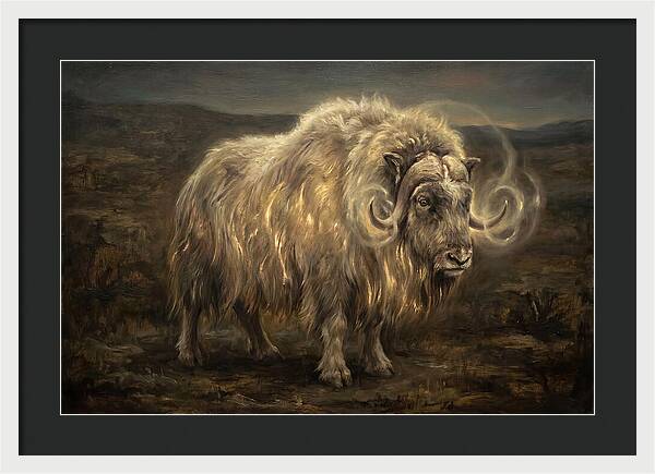 Musk Ox