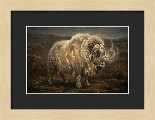 Musk Ox