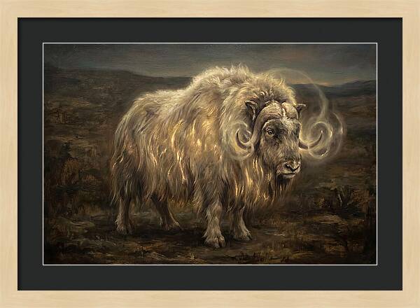 Musk Ox