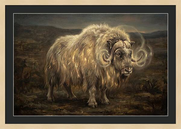 Musk Ox