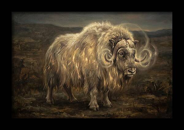 Musk Ox
