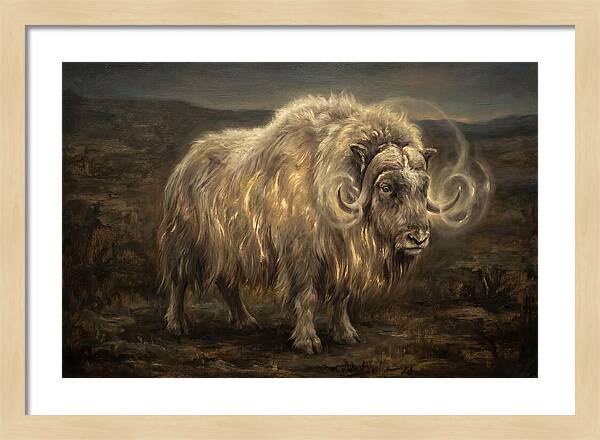 Musk Ox