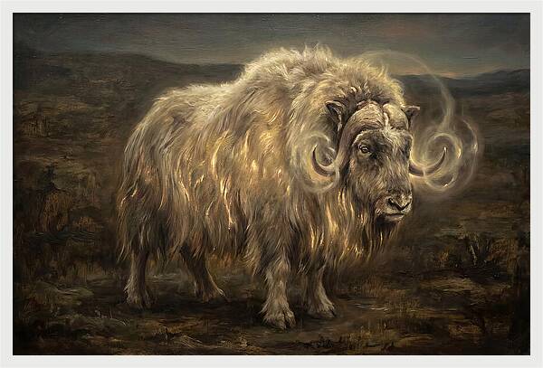Musk Ox