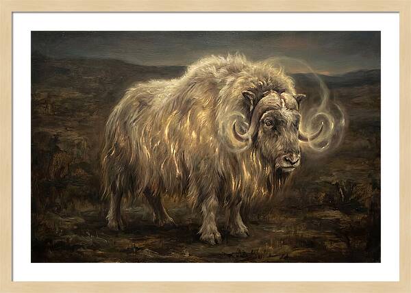 Musk Ox