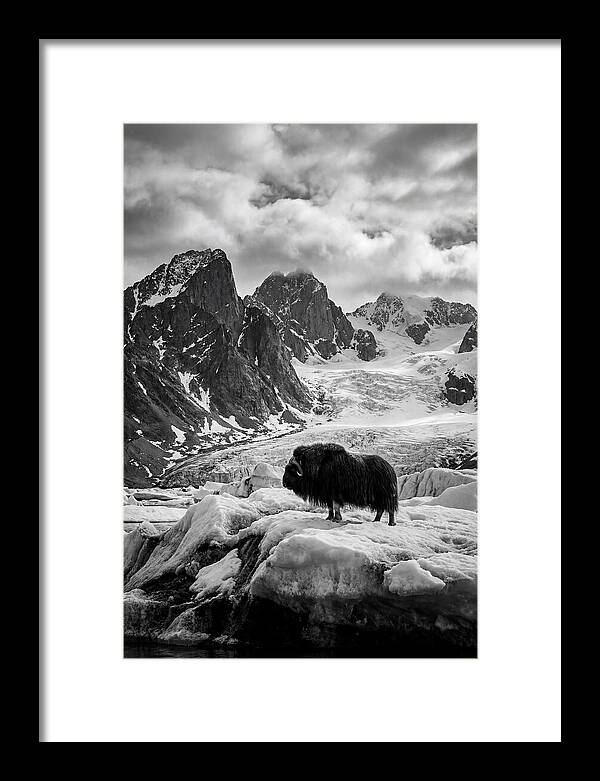 Musk Ox In Arctic Landscape
