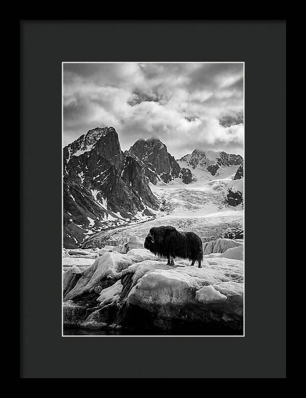 Musk Ox In Arctic Landscape