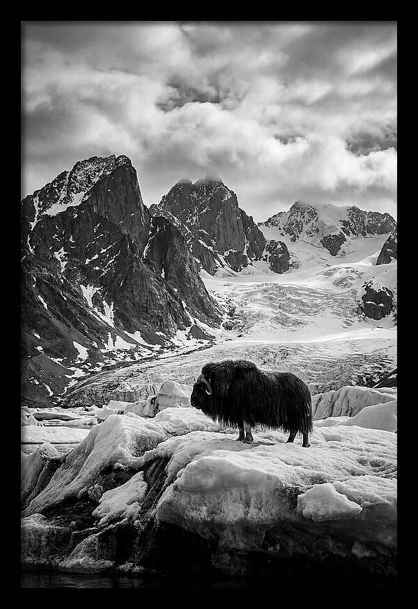 Musk Ox In Arctic Landscape