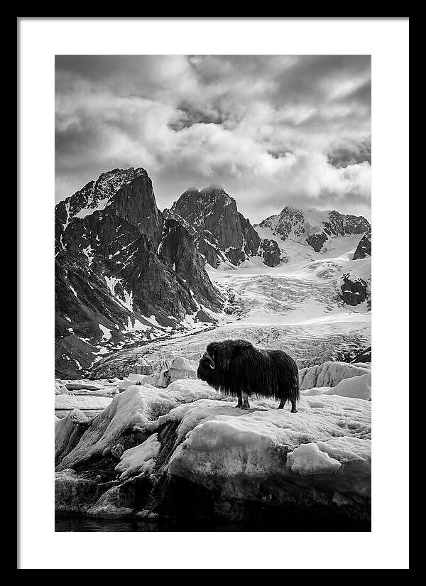 Musk Ox In Arctic Landscape