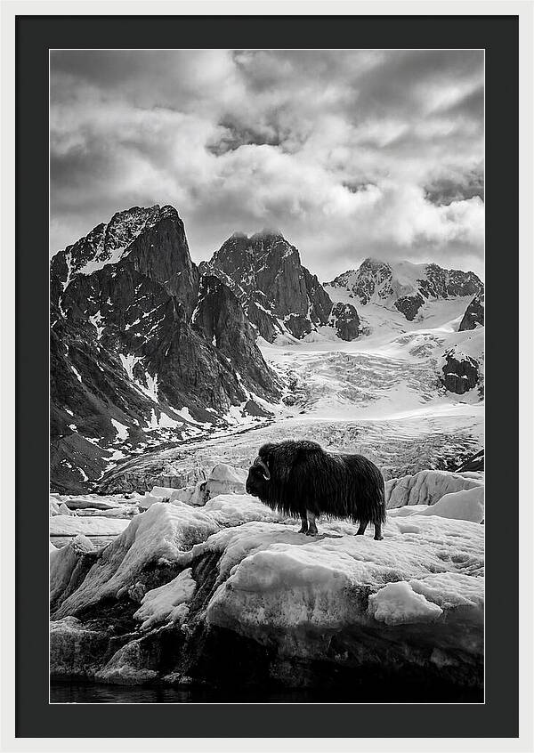 Musk Ox In Arctic Landscape