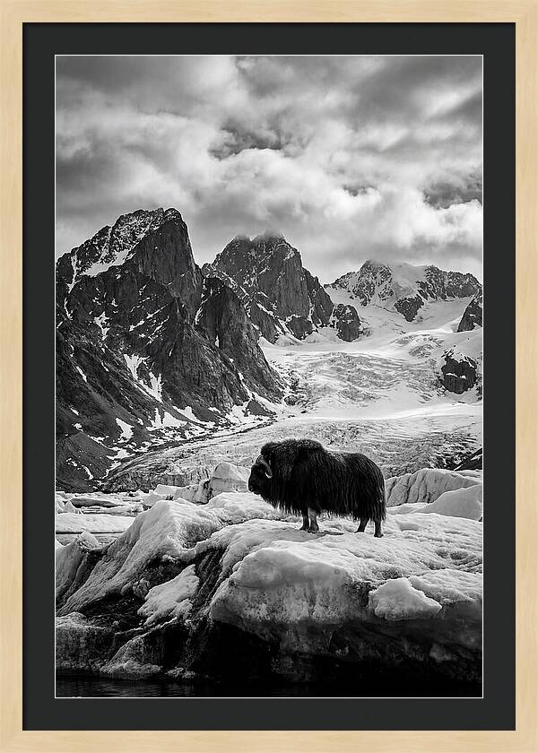 Musk Ox In Arctic Landscape
