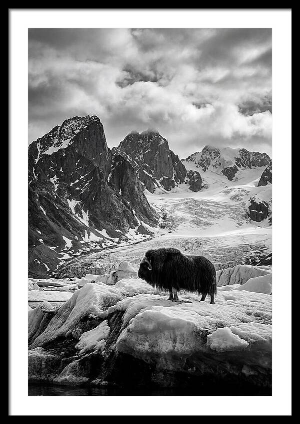 Musk Ox In Arctic Landscape